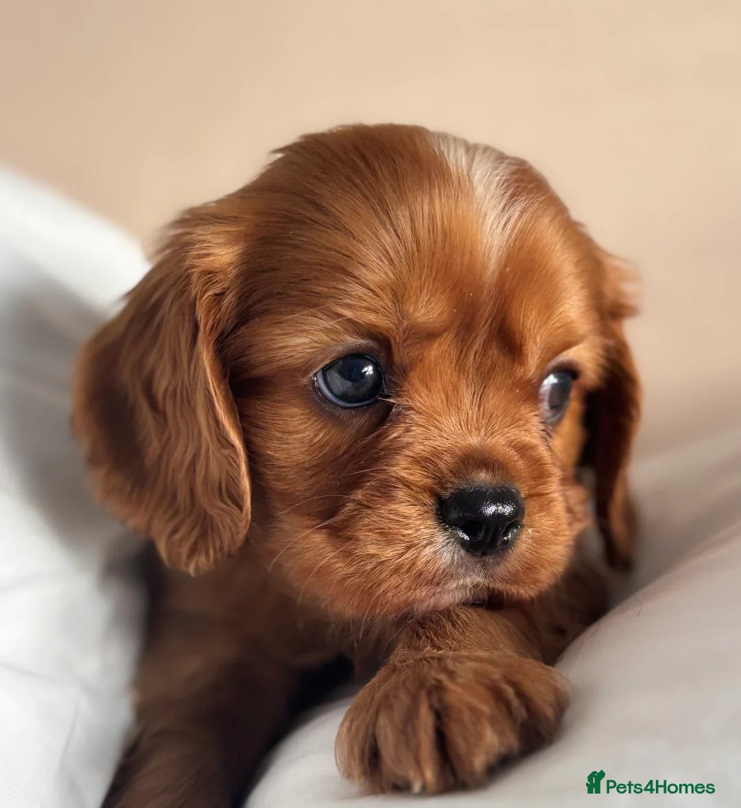 Cavalier King Charles Spaniel dogs for sale: 🐶KC REG, EXTENSIVELY HEALTH TESTED CAVALIER 🐶  - Advert 3