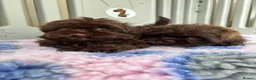 Shih Tzu dogs for sale: 💕Stunning Chocolate Shih Tzu💕 - Advert 6