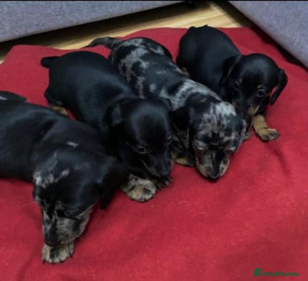 Miniature Dachshund dogs Beautiful Miniatures  - Advert 4