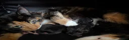 Mixed Breed cats for sale: Beautiful kittens for sale  in York - Advert 11