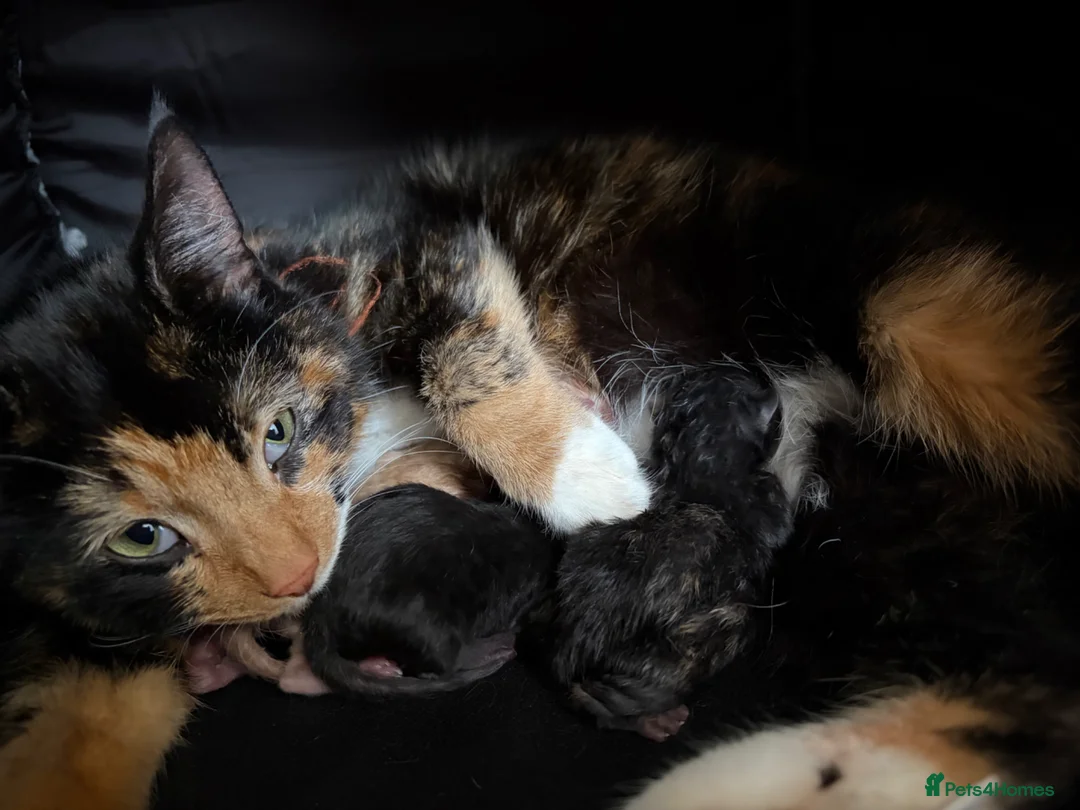 Mixed Breed cats for sale: Beautiful kittens for sale  in York - Advert 11