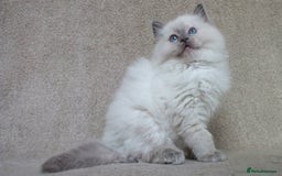 Ragdoll cats for sale: GCCF PET/ACTIVE KITTENS CHAMPION IMP BLOODLINES - Image 14