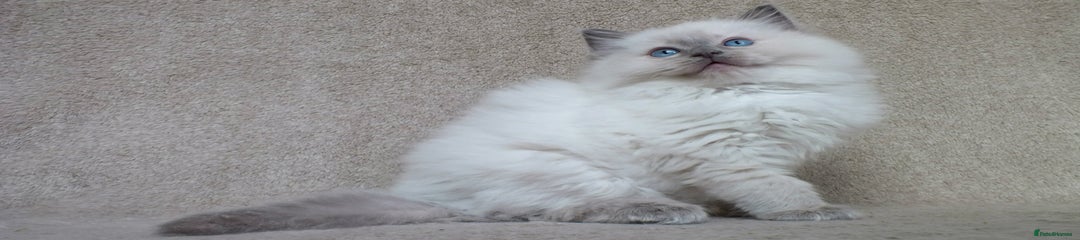 Ragdoll Kitten 3 Raguccisnowdols Ocean-Lyrics