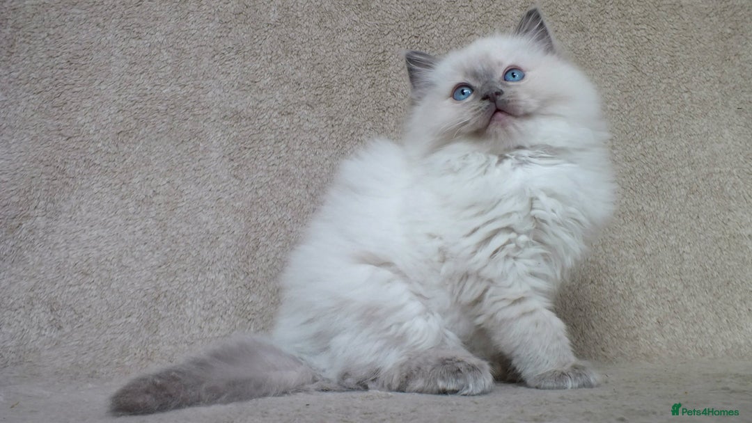 Ragdoll cats for sale: GCCF PET/ACTIVE KITTENS CHAMPION IMP BLOODLINES - Image 14