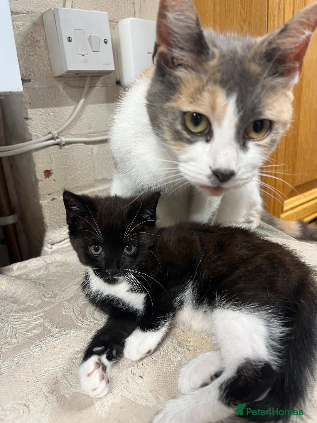 Mixed Breed cats for sale: Beautiful black kitten  - Image 5
