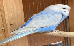 Budgerigars birds for sale: Beautiful baby budgies  - Image 2