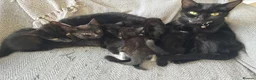 Mixed Breed cats for sale: Beautiful girl kittens  - Advert 5