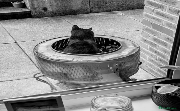 British Shorthair cats in Huddersfield - Advert 1