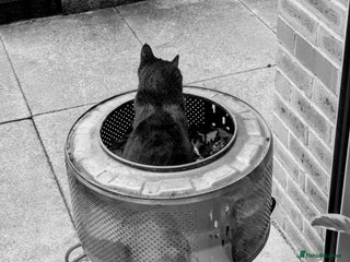 British Shorthair cats in Huddersfield - Advert 2