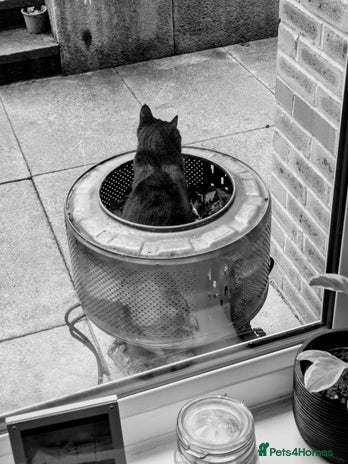 British Shorthair cats in Huddersfield - Advert 16