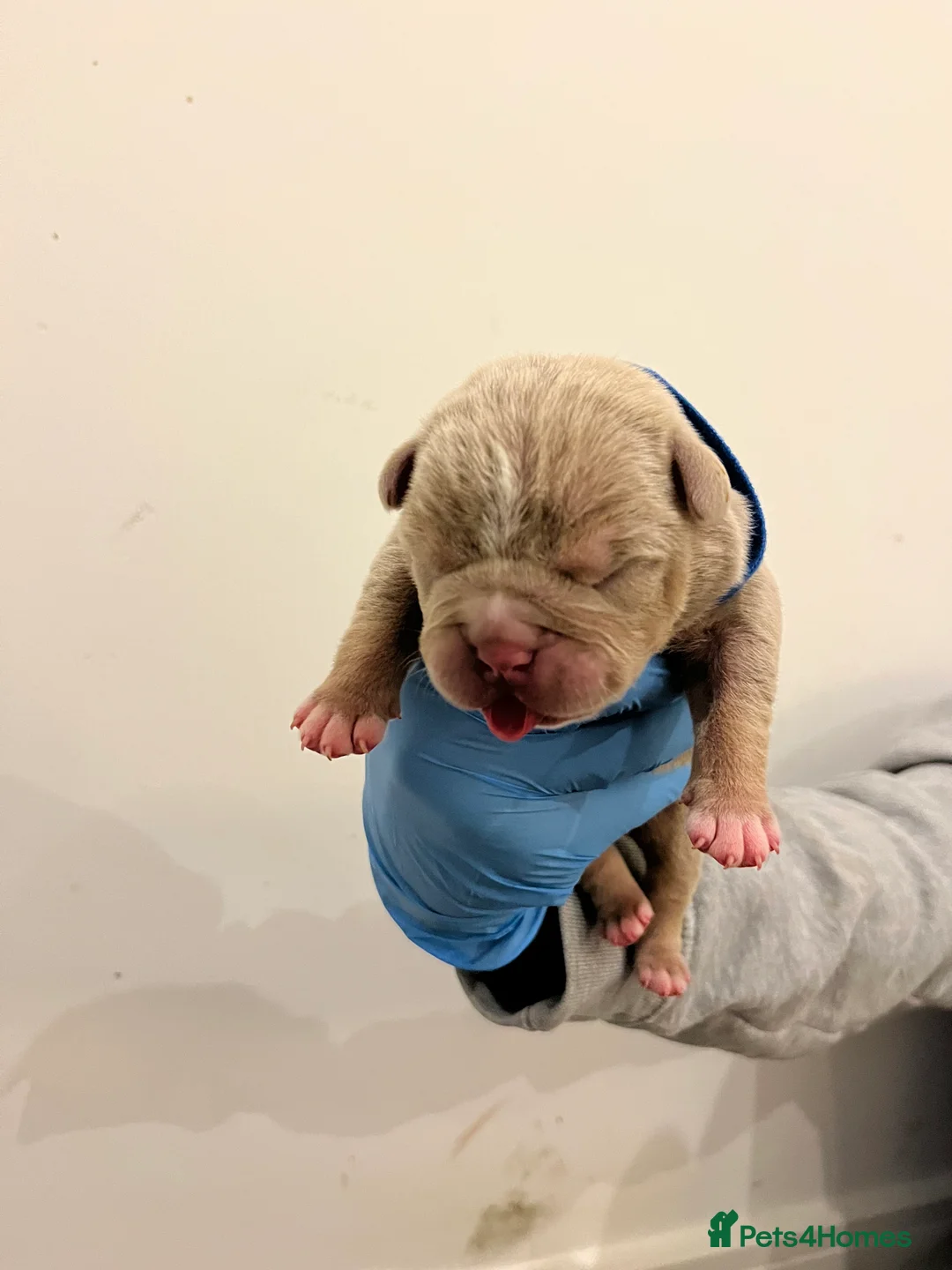 American Bully dogs for sale: American pocket bully puppies  - Advert 12