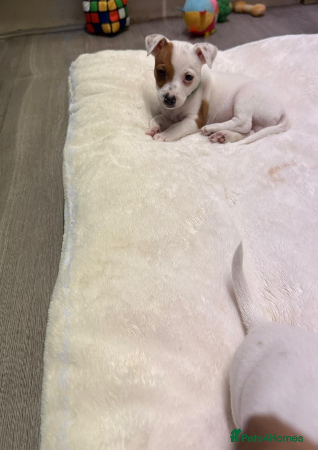 Jack Russell dogs for sale: 8 Week Old Jack Russel Puppies  - Advert 36