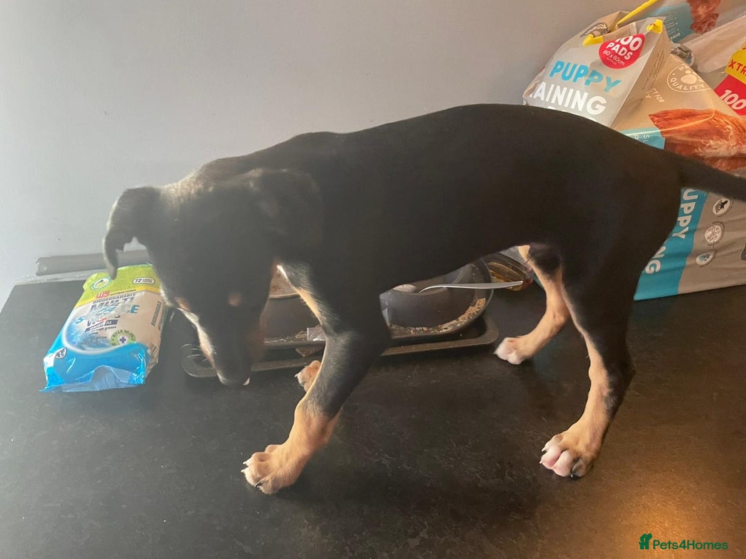 Lurcher dogs for sale: Saluki collie whippet bull greyhound - Advert 3