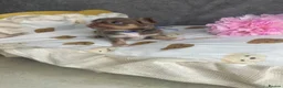 Chihuahua dogs for sale: Beautiful Lilac tri Chihuahua puppies KC  - Advert 13