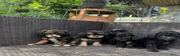 Cavapoochon dogs for sale: Cavapoochon pups health tested parents  - Advert 5