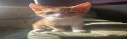 Mixed Breed cats for sale: 3 beautiful kittens - Advert 3