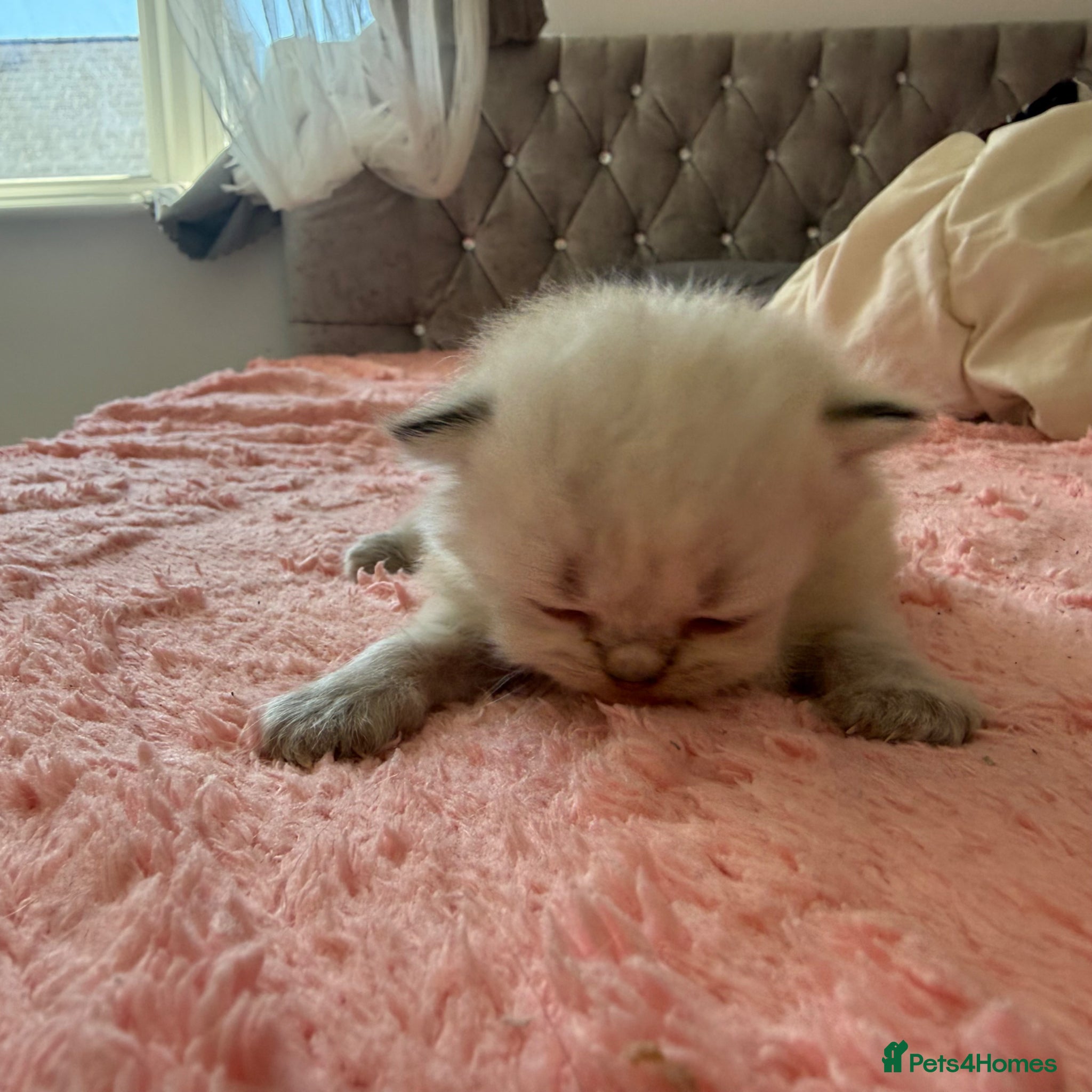 Persian cats for sale: £500 REDUCED dollface Persian available  - Advert 10