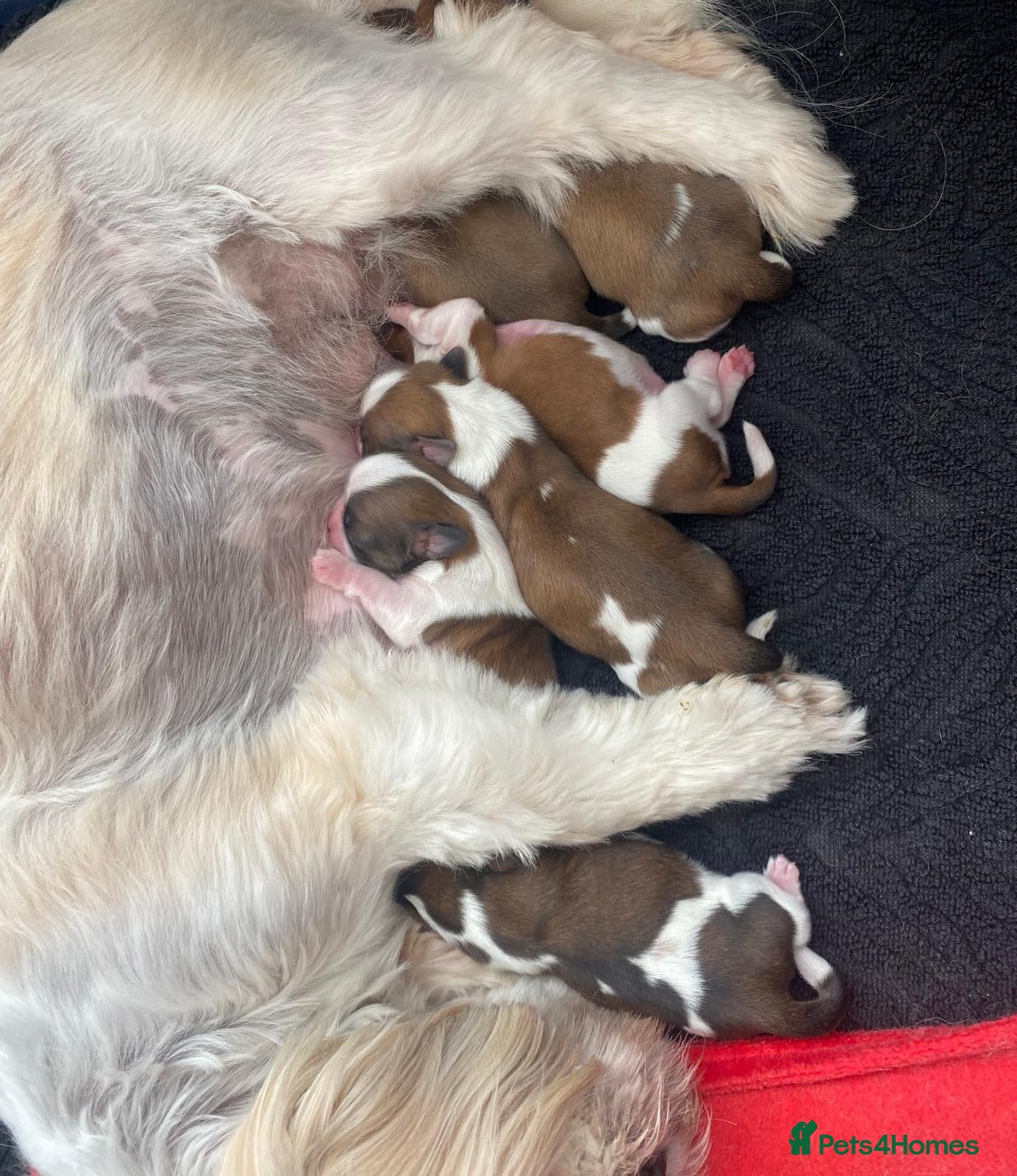 Shih Tzu dogs Beautiful litter of Shih Tzu puppies - Advert 2