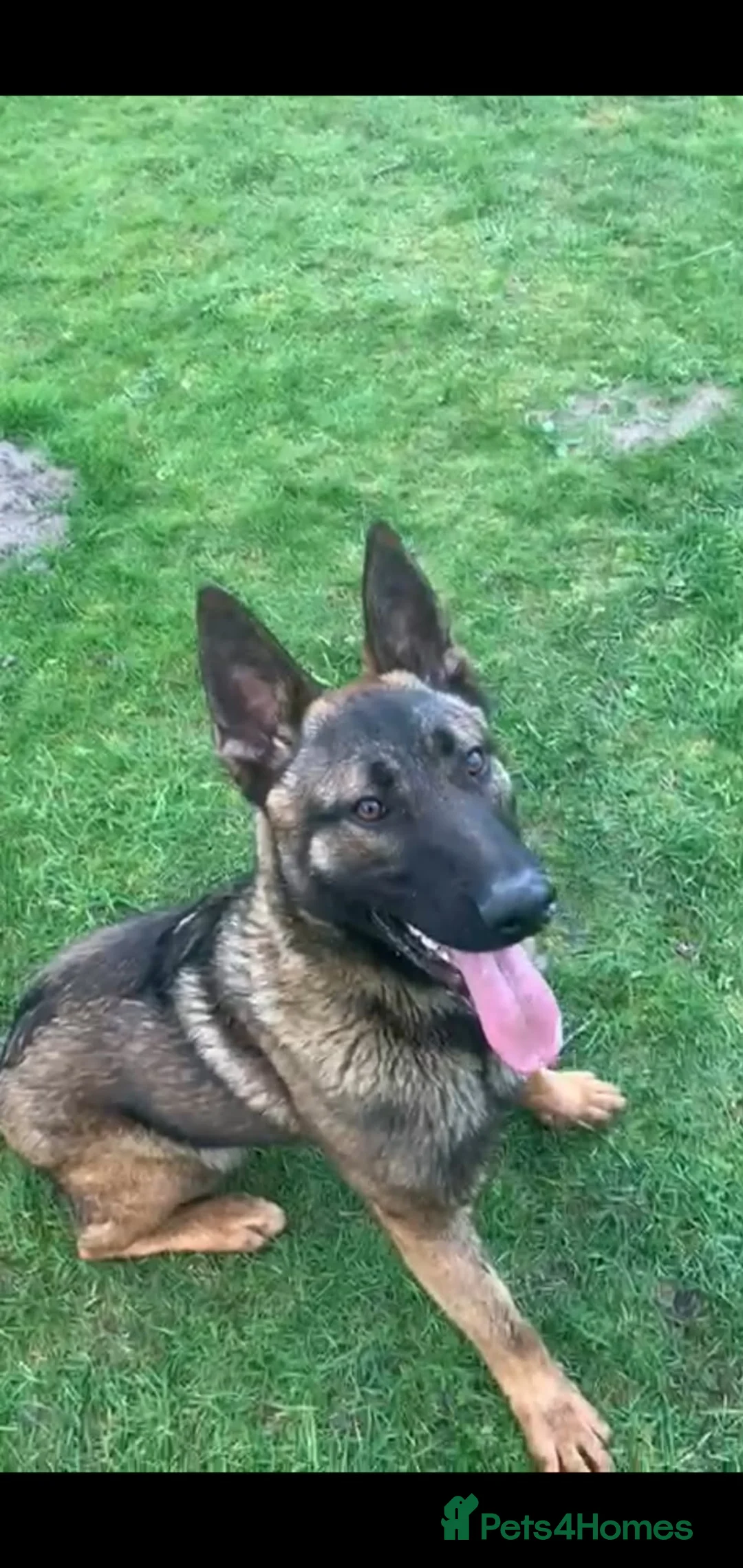 Belgian Shepherd Dog dogs for sale: Bomber - Advert 1