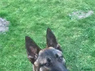 Belgian Shepherd Dog dogs Bomber - Advert 1