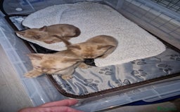 Burmese cats for sale: Burmese Kittens – Two Chocolate  - Image 4