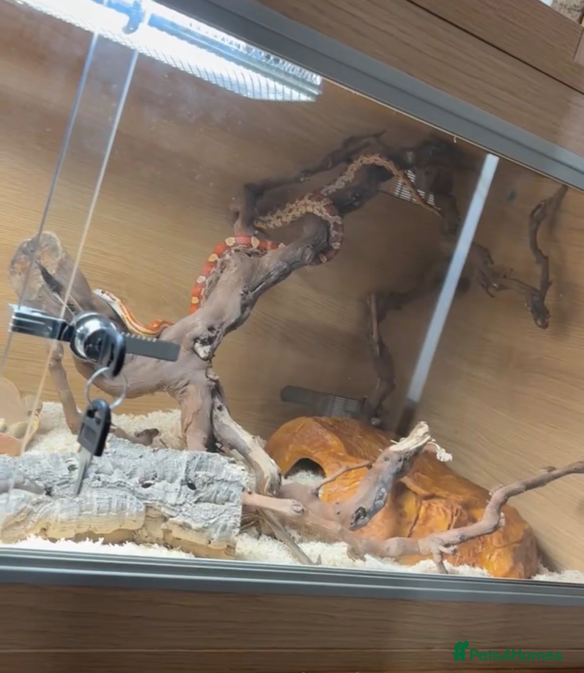 Corn Snake reptiles Corn snake full set up - Advert 3