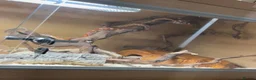 Corn Snake reptiles for sale: Corn snake full set up in ELY - Advert 1