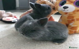 Lionhead rabbits for sale: Baby bunny's  - Advert 20