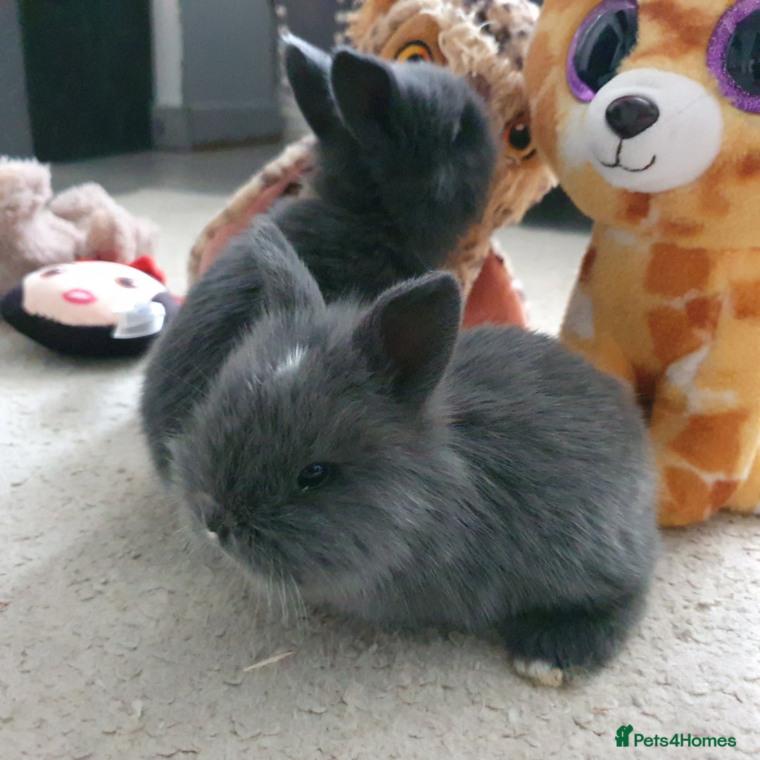Lionhead rabbits for sale: Baby bunny's  - Advert 20
