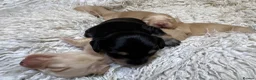 Miniature Dachshund dogs for sale: KC Longhaired Cream Miniature Dachshund Puppies - Advert 25