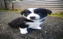 Border Collie dogs for sale: Beautiful Fluffy Collie Puppies  - Image 32