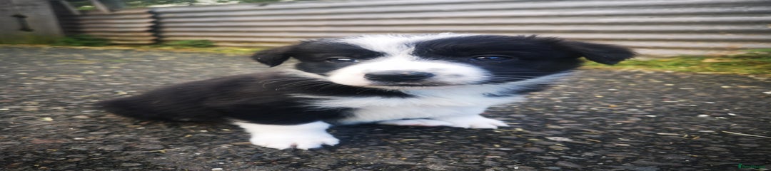 Border Collie Puppy 6
