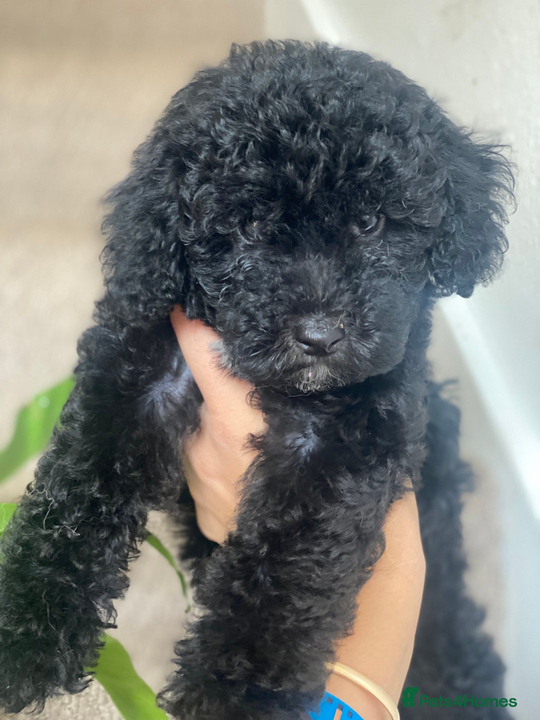 Maltipoo dogs for sale: 🐾Beautiful Maltipoo Girl HEALTH CHECKED🐾 - Image 2