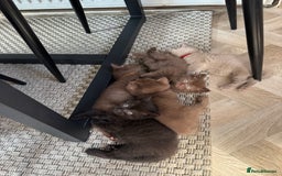 British Shorthair cats for sale: British shorthair kittens - Image 7