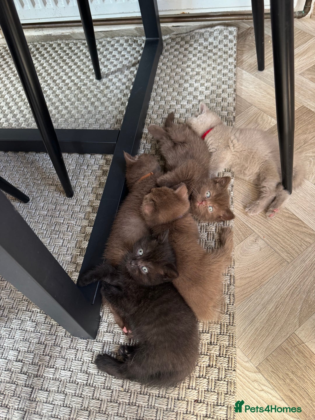 British Shorthair cats for sale: British shorthair kittens - Image 7
