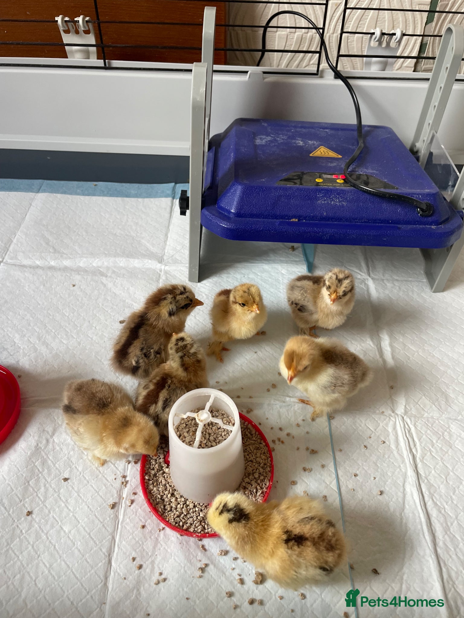 Chickens poultry Pekin Bantam chicks  - Advert 1