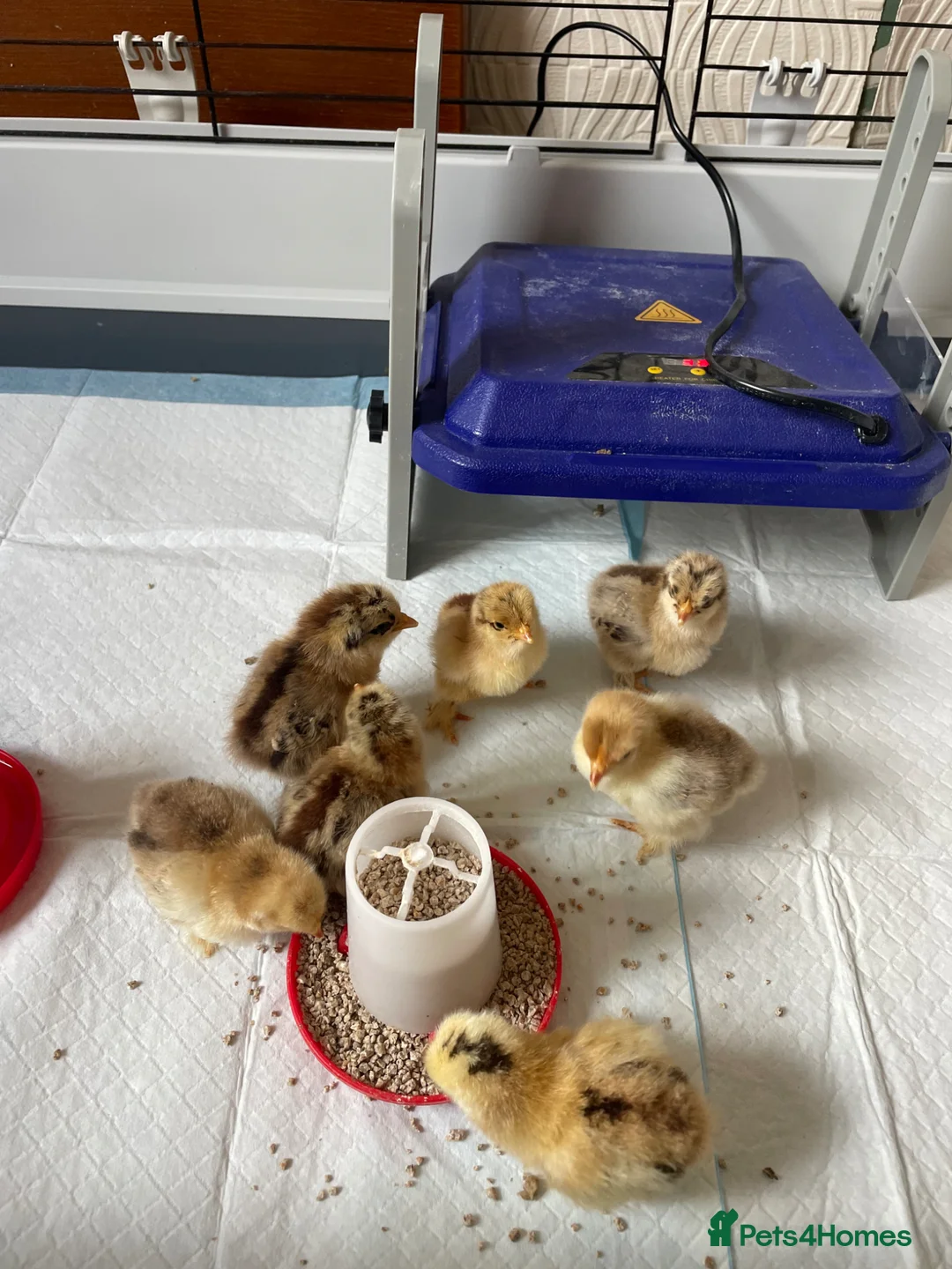Chickens poultry for sale: Pekin Bantam chicks  in Leeds - Advert 1