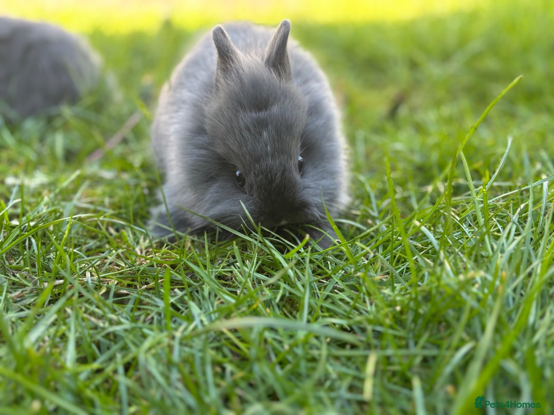 Netherland Dwarf rabbits for sale: Netherlands x Lionheads baby bunnies  in Whitchurch - Image 18