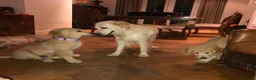 Golden Retriever dogs for sale: Caramel - Advert 3