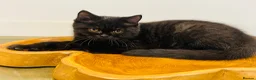 British Shorthair cats for sale: CHAMPION GCCF REG KITTENS READY TO LEAVE NOW  - Advert 6