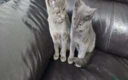 Russian Blue cats for sale: Pure Russian Blue kittens  - Image 3