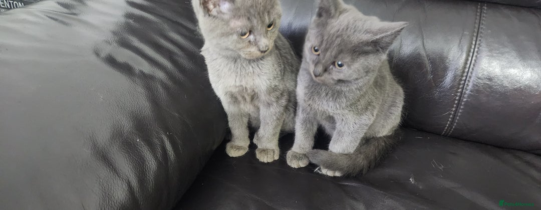 Russian Blue cats for sale: Pure Russian Blue kittens  - Image 3