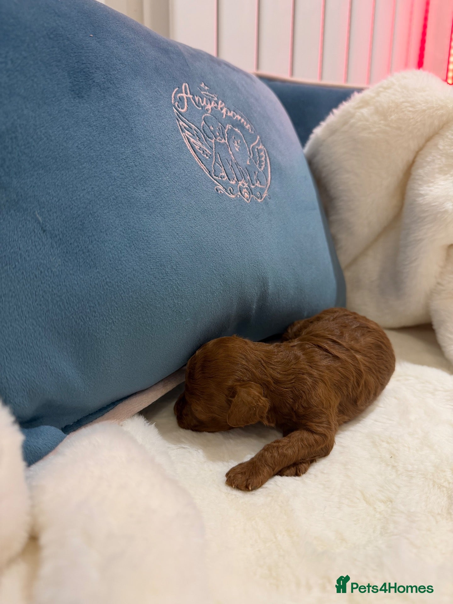 Toy Poodle dogs for sale: Asian x toy poodle  - Advert 1