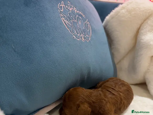 Toy Poodle dogs for sale: Asian x toy poodle - Advert 1