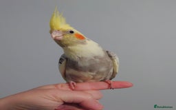 Cockatiels birds for sale: Hand reared silly tame DNA sexed baby cockatiels  - Image 35