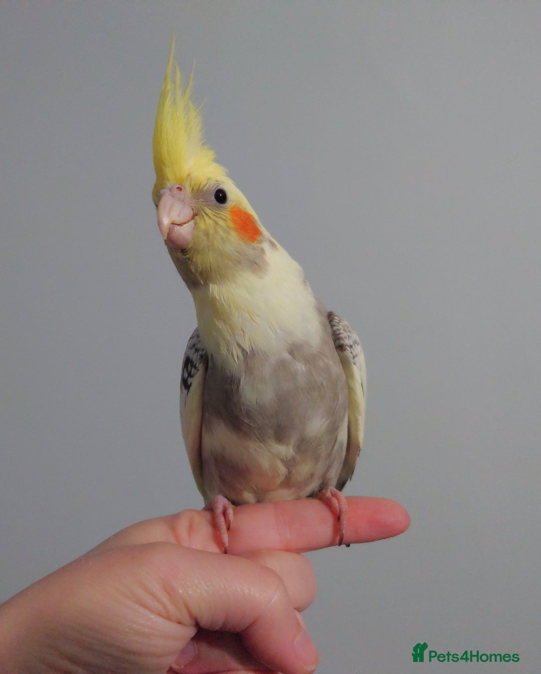Cockatiels birds for sale: Hand reared silly tame DNA sexed baby cockatiels  - Image 35