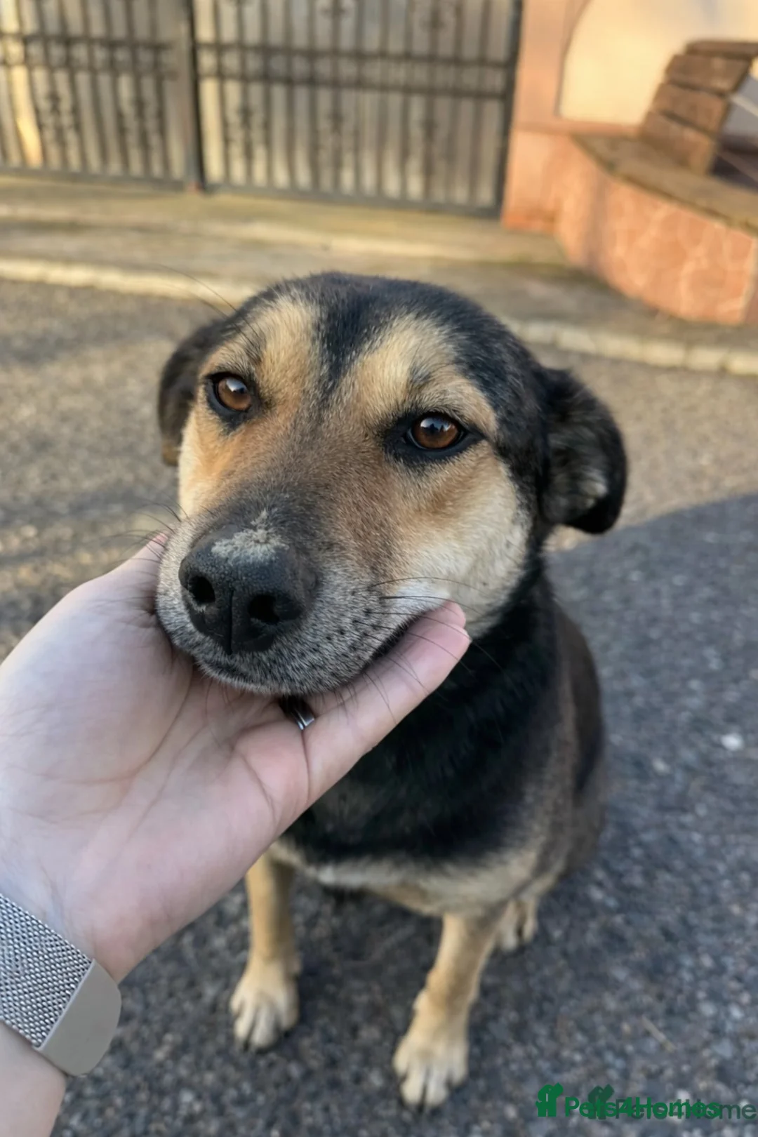 Mixed Breed dogs for adoption: 🐾 Meet LUPA – Your Loyal Shadow in the Making 💛 - Advert 1