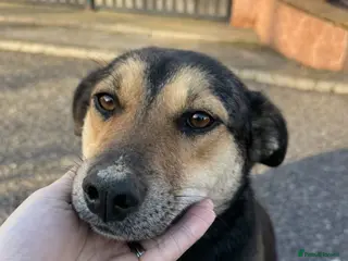 Mixed Breed dogs 🐾 Meet LUPA – Your Loyal Shadow in the Making 💛 - Advert 1