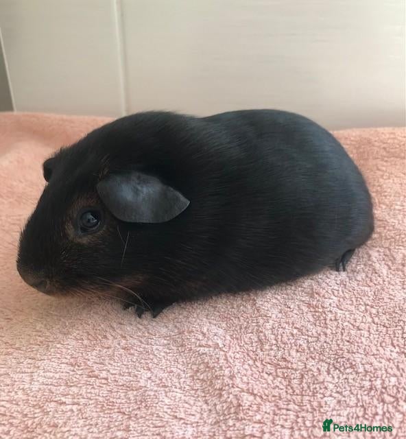 Guinea Pig rodents Black Otter Boar and Sow  - Advert 1