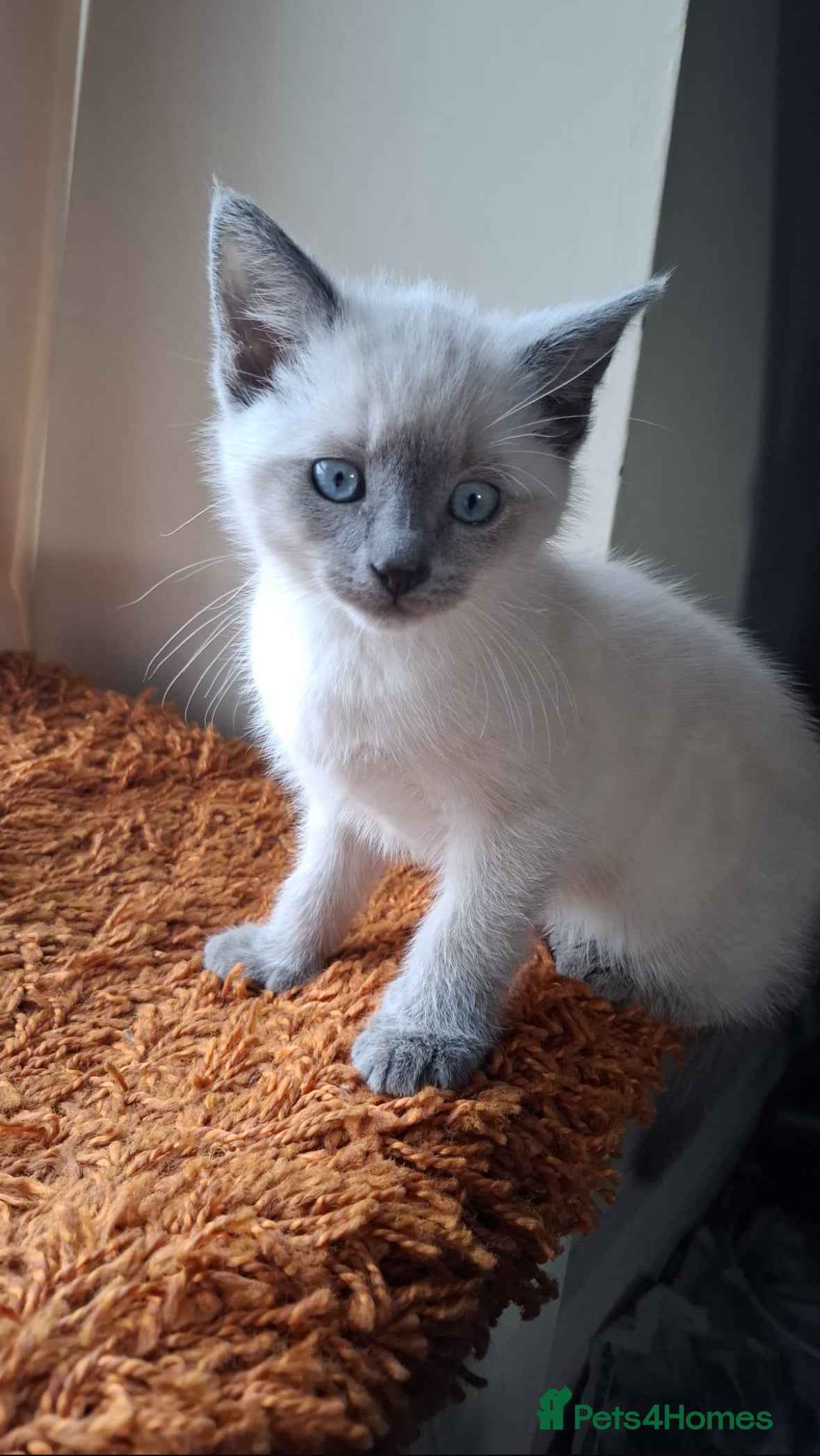 Mixed Breed cats Shorthair/Bengal/Ragdoll Mixed Breed - Advert 2